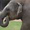 Asian elephant