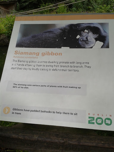 Siamang Gibbon