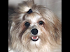 Vendo Cachorros De Bichon Habanero O Havanese