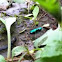 Six-Spotted Tiger Beetle