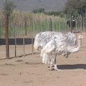 Ostrich