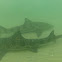 Leopard Shark