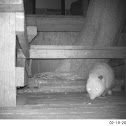 Virginia Opossum