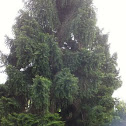  Wollemi Pine