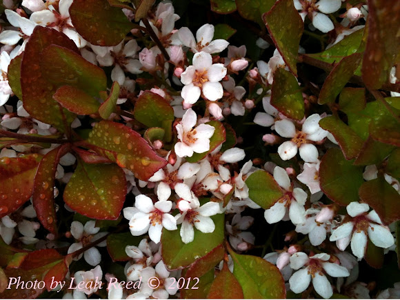Spotting Image 1
