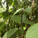 Black pepper