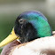 Mallard duck