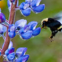 yellow-faced bumblebee