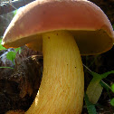 some kind of beautiful bolete