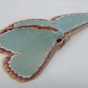 Geometrid moth
