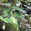 Common Moth Vine