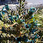 Puya