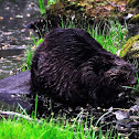 Beaver