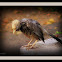 Yellow-billed Babbler