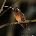 Tapajos Hermit