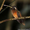 Tapajos Hermit