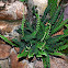 Fern