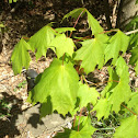 Sugar Maple