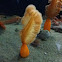 Sea pen