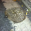 Hedgehog