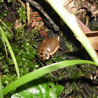 eucalyptus leaf beetle
