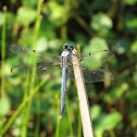 Great Blue Skimmer