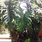Philodendron selloum