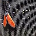 Spotted Oleander Moth