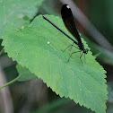 Unknown insect