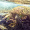 Green Sea Turtle