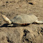 Serrated Hinged Terrapin