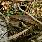 Indian Rock python