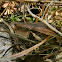 Indian Rock python