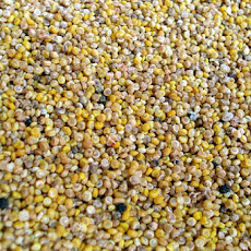 Spanish Quinoa