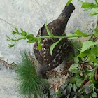 Grouse