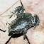 Eastern Narrowmouth Toad