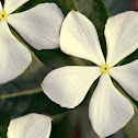 Periwinkle