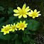 Fleur de ficaire fausse-renoncule