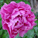 Peony