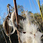 Milkweed