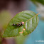Siler semiglaucus