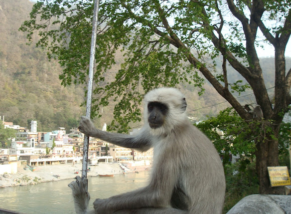Spotting Image 1