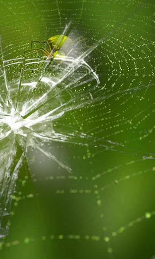 Web with spider live wallpaper