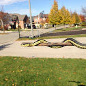 Eastern Garter Snake