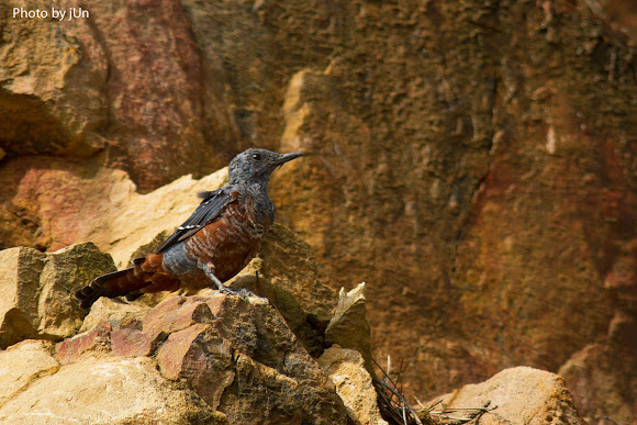 Spotting Image 1
