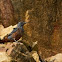 Blue Rock Thrush