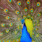 Indian Peafowl
