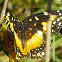 Bordered Patch