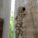 Central American Smooth Geko