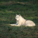 Arctic wolf